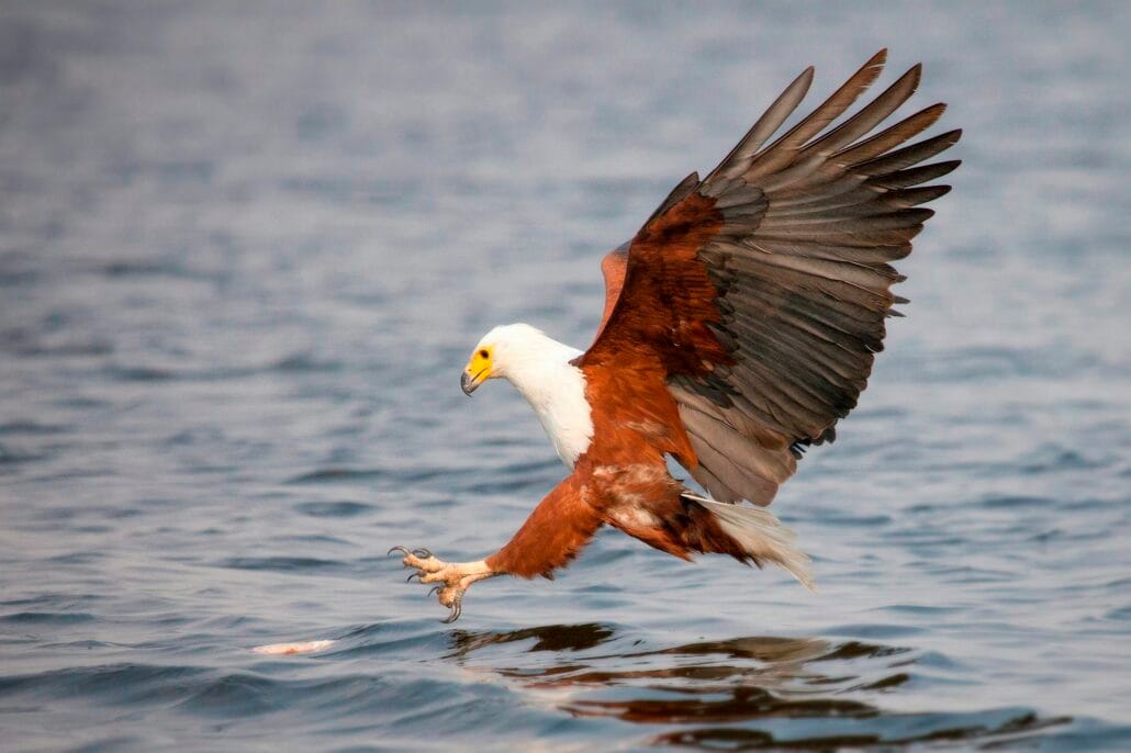 An African fish eagle, Haliaeetus vocifer, flies down towards water, talons out about to catch a