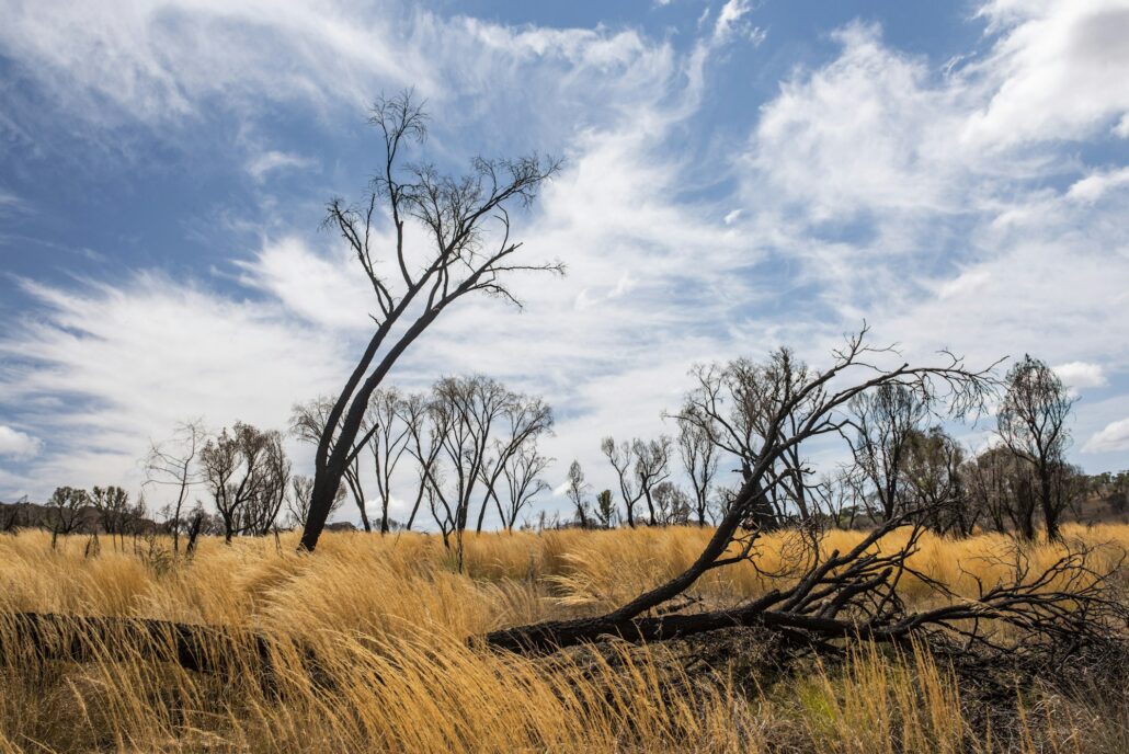 Burnt out trees in Isalo National Park, Ihorombe Region, Southwest Madagascar