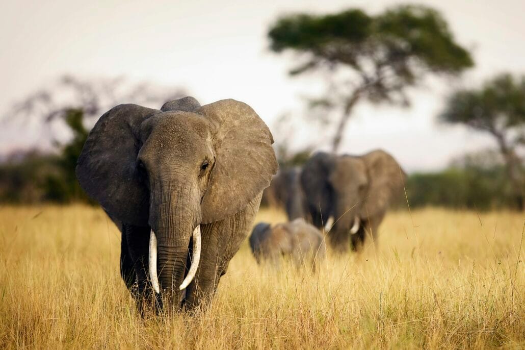 Herd of elephants walking through tall grass