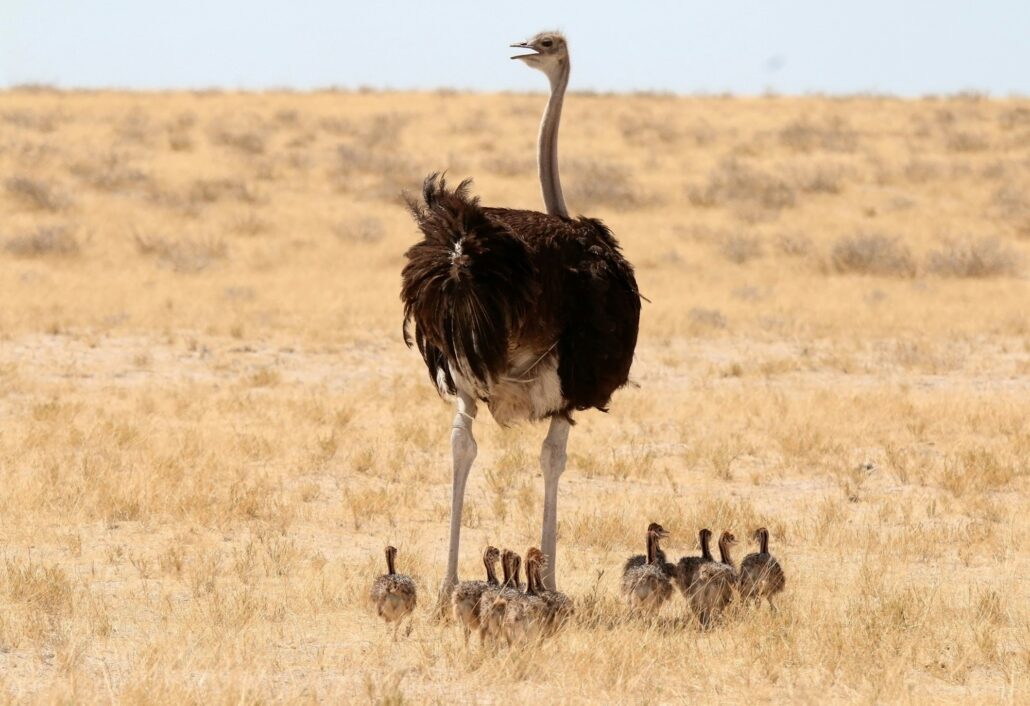 Mother ostrich with her baby ostriches captured in a field on a sunny day