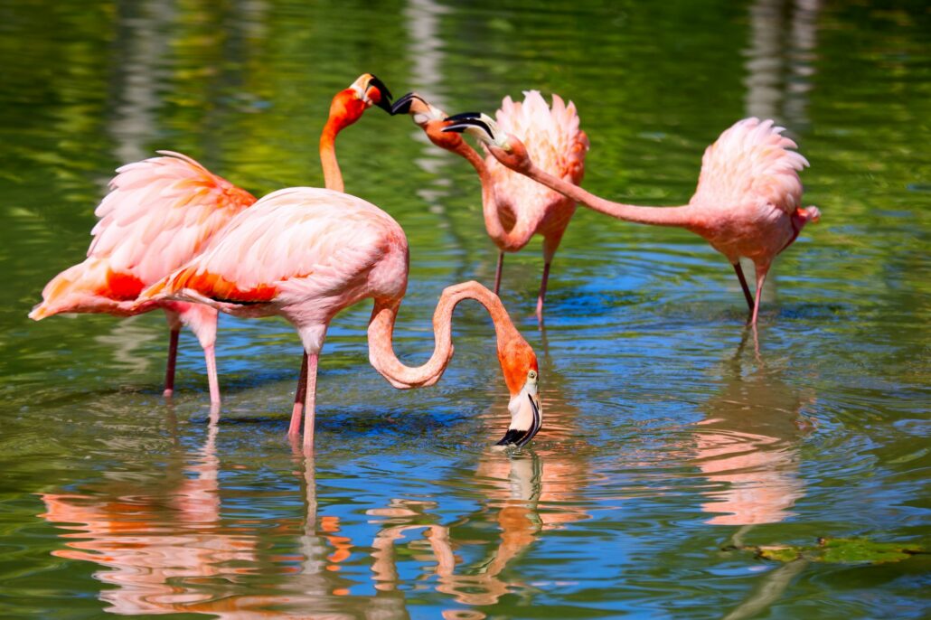 Pink flamingo