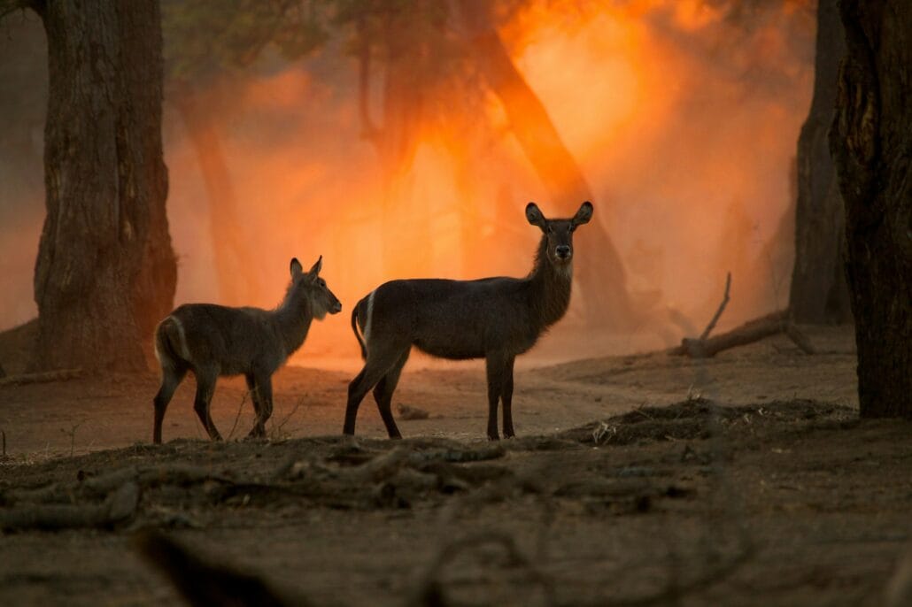 Waterbuck at sunset, Mana Pools National Park, Zimbabwe, Africa
