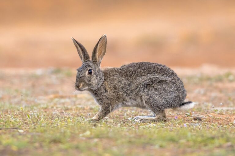 Wild European Rabbit looking at Camera