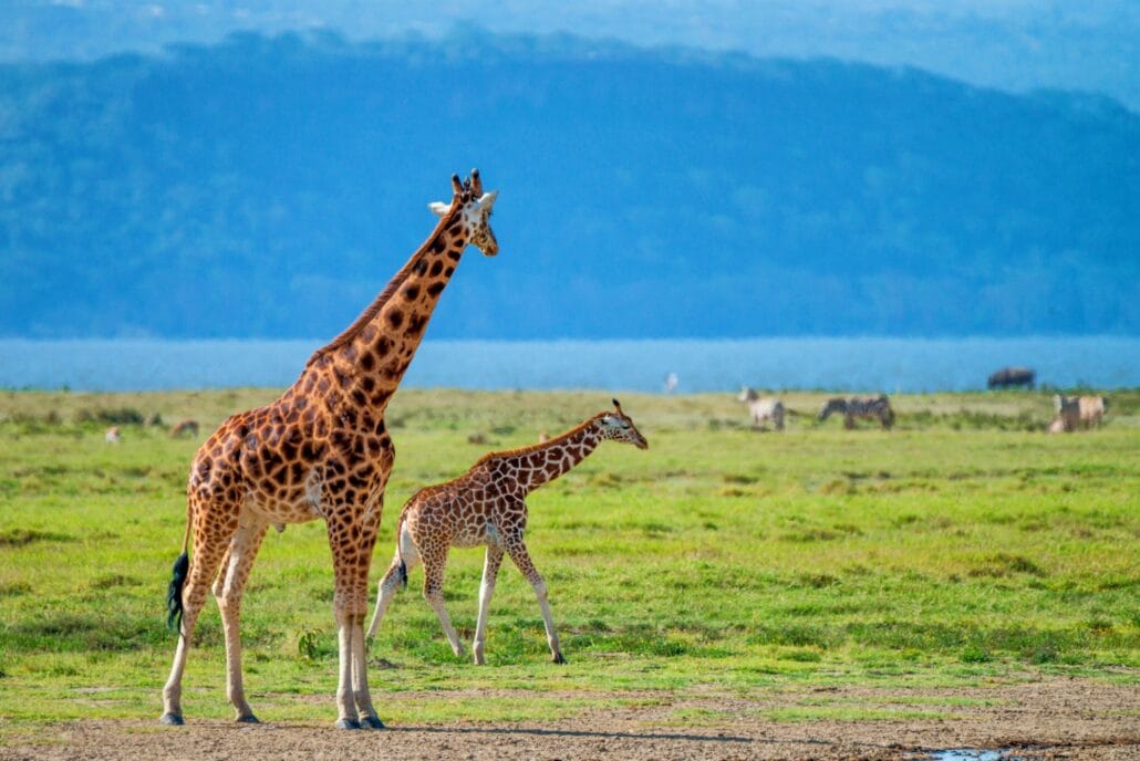 Wild Ugandan giraffe in savannah
