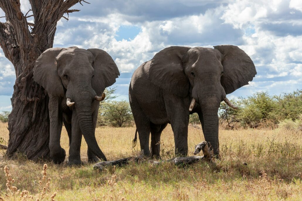 African Elephants