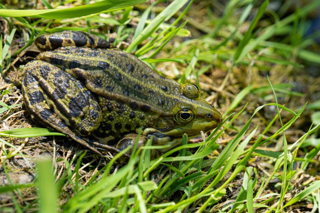 Close-up of a Frog hiding in the grass