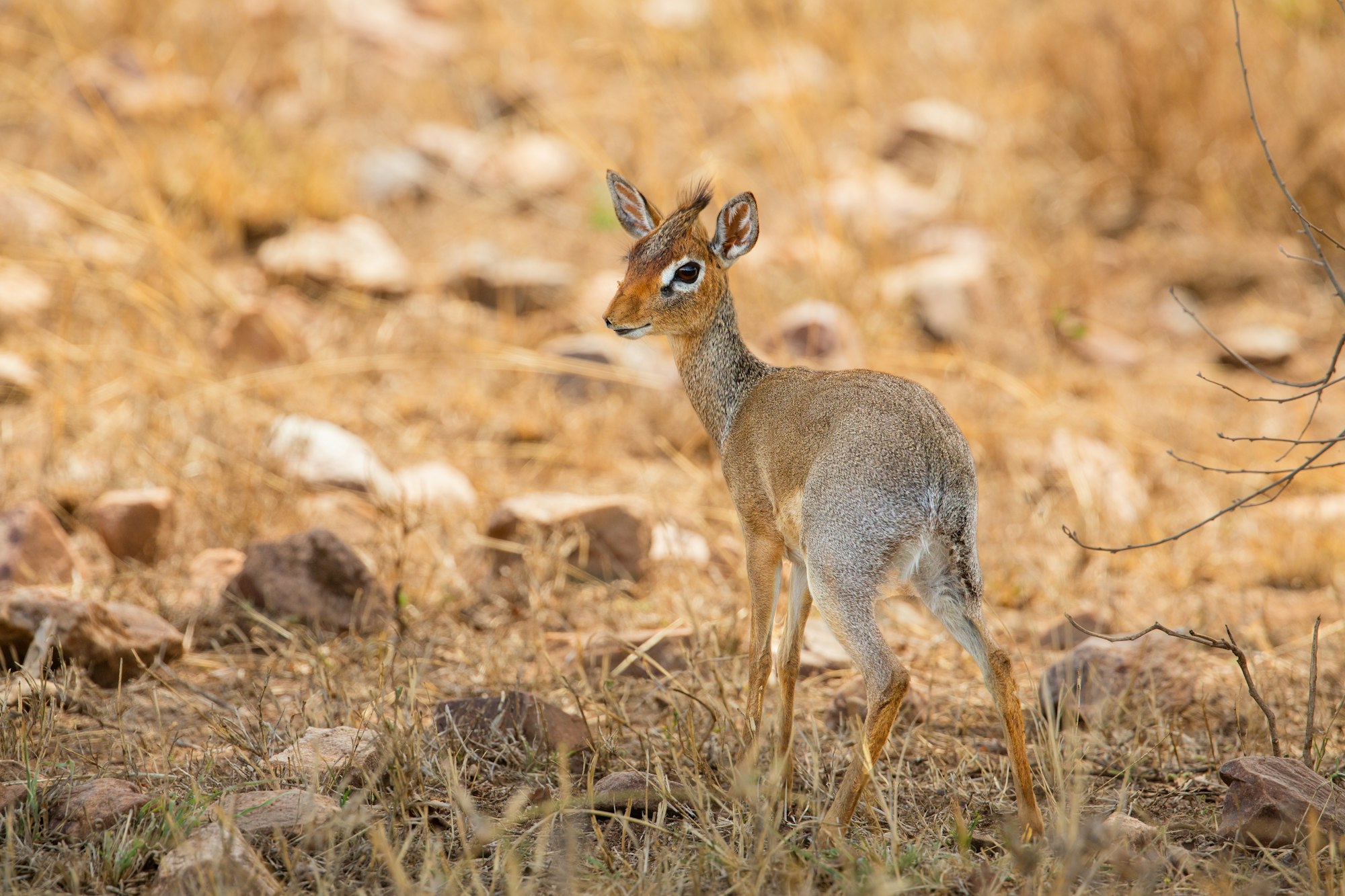 conservation-efforts-in-south-africa-protecting-endangered-species-and
