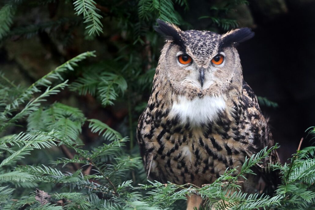 Eurasian eagle owl